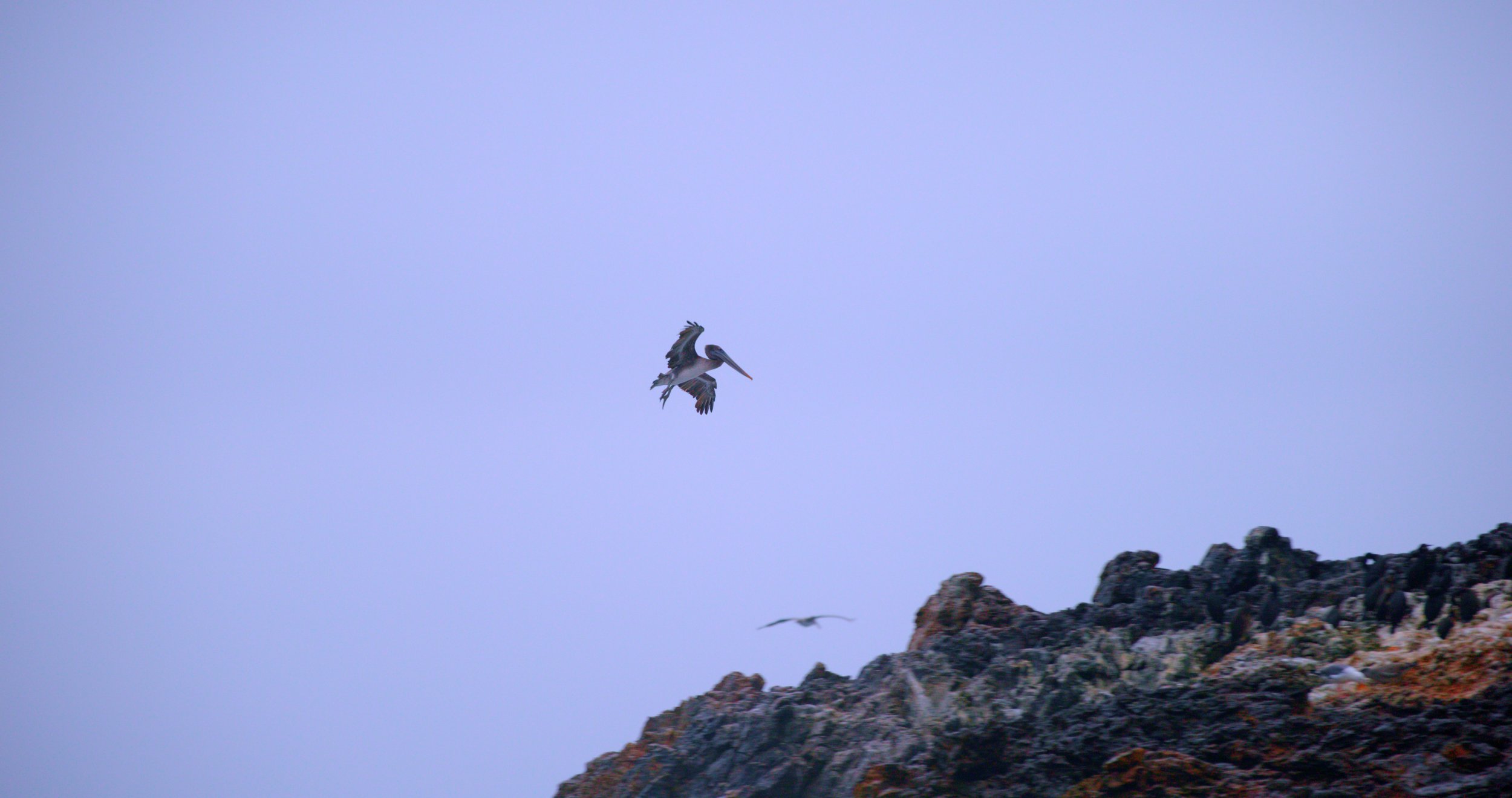 Pelican flying over rocky coastline